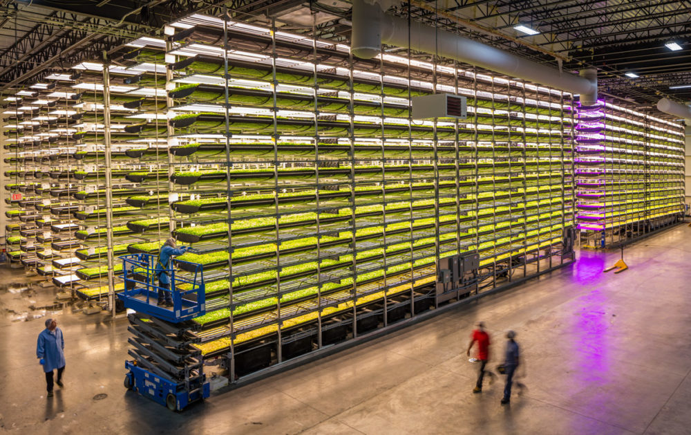 Many rows of tall vertical farming shelves with lights and plants, inside a warehouse.