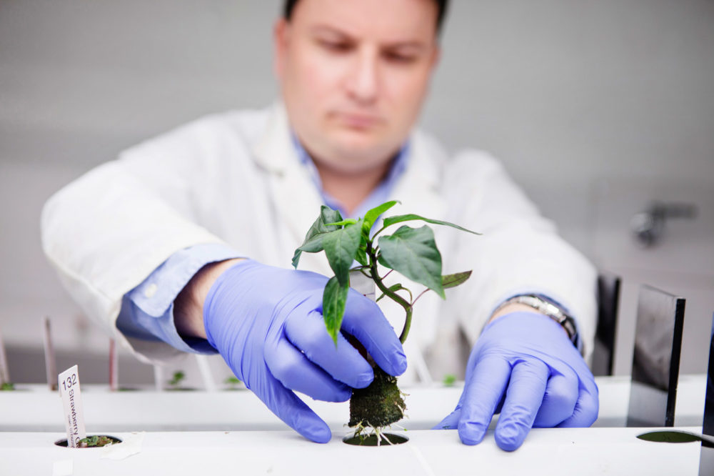 Paul Gathier in blue rubber gloves holding a hypdroponic plant by the root ball.