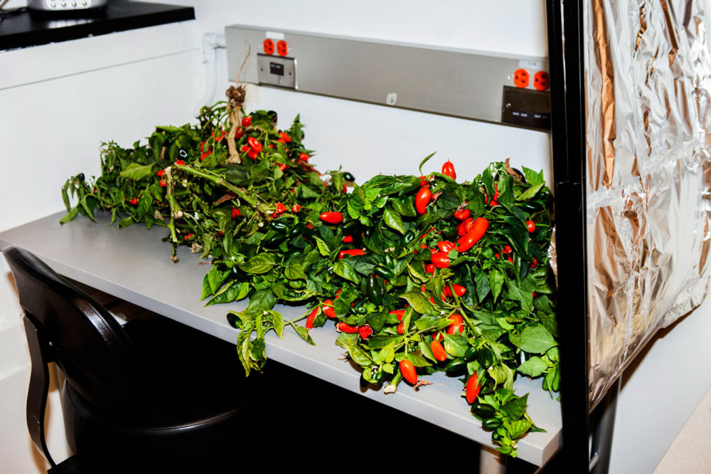 Harvested whole red pepper plants covering a lab table.