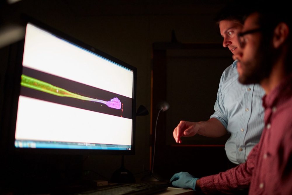 Kacy Cullen and Wisberty Gordián-Vélez staring at a computer screen showing a green and purple axon.