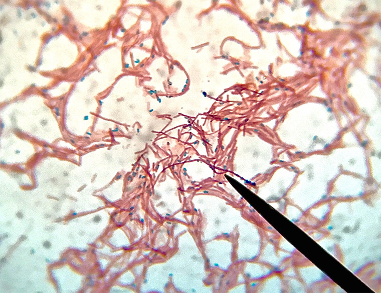 A microscopic image of the bacteria bacillus subtilis.