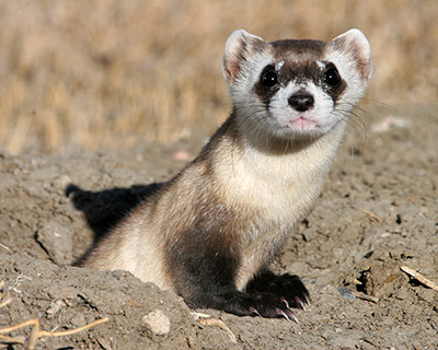 A picture of a Black-Footed Ferret popping its head out from a hole in the ground. 