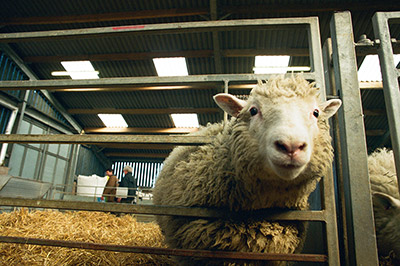 A picture of Dolly the cloned sheep in a pen.