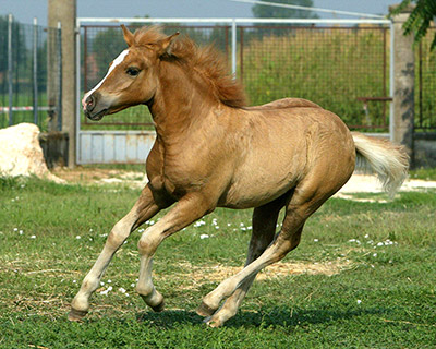 A picture of Prometea, a cloned pony.