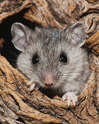 A very cute photograph of a White-Footed Mouse in a tree.