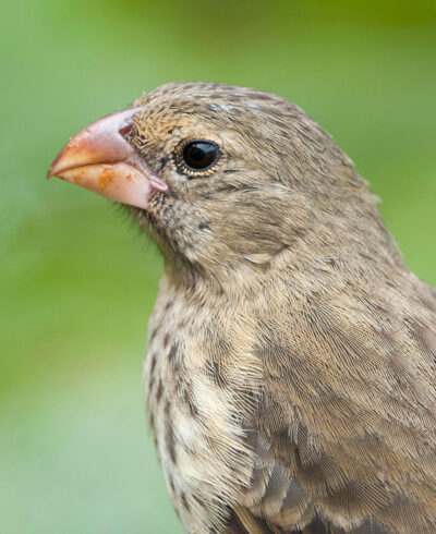 A picture of the prominent beak on a Vegetarian Finch.