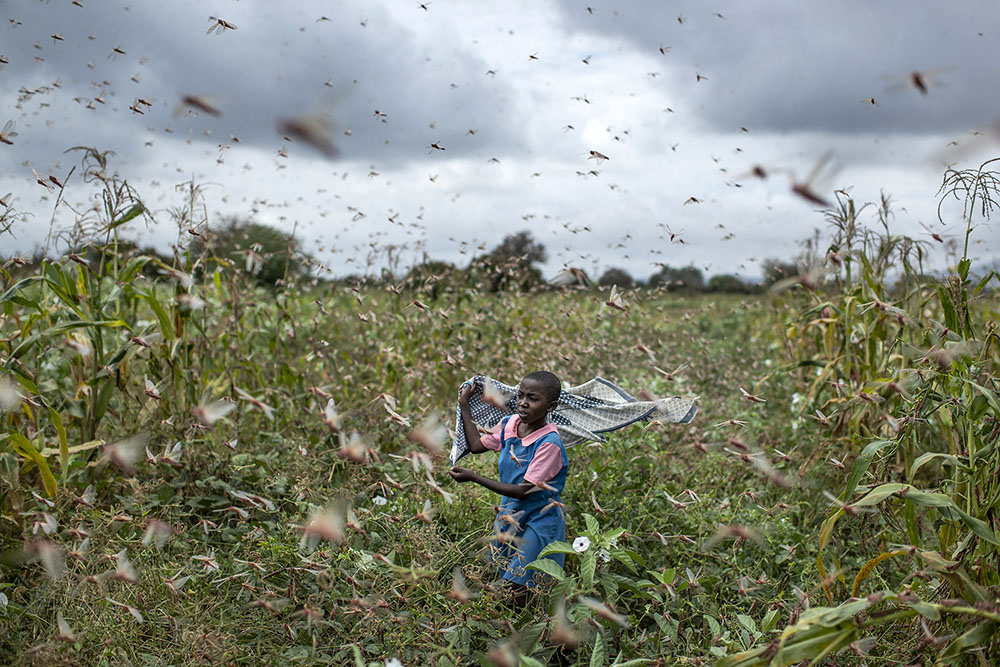 A photograph of a farmer's daughter waving her shawl to chase away swarms of locusts from her crops in Kenya.