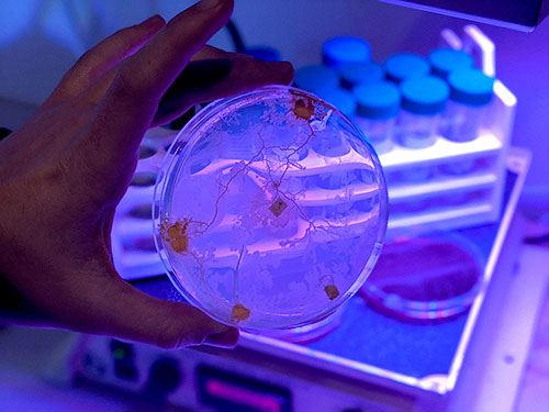 An image of a petri dish with algae inside.