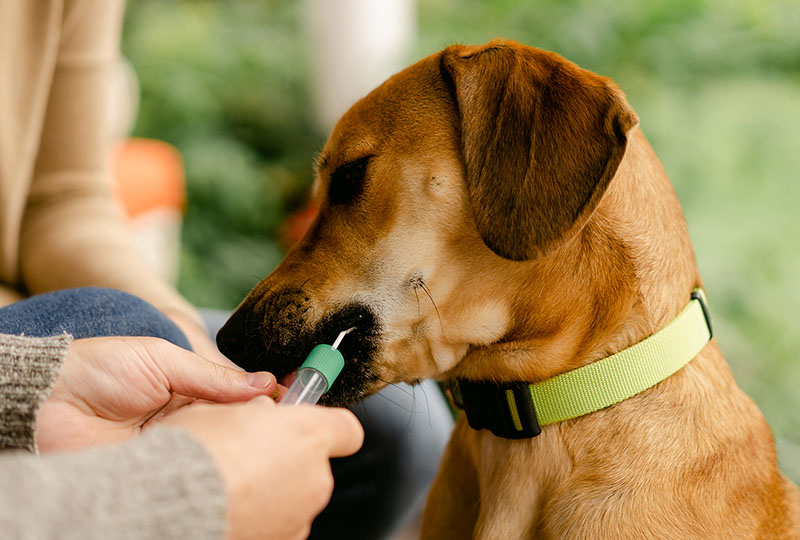 A picture of a dog owner swabbing his dog with the Embark test. 