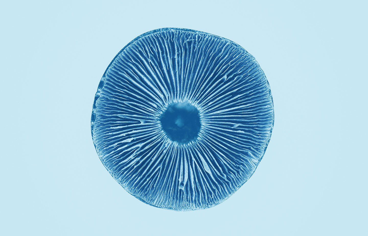 An abstracted image of a mushroom cap.