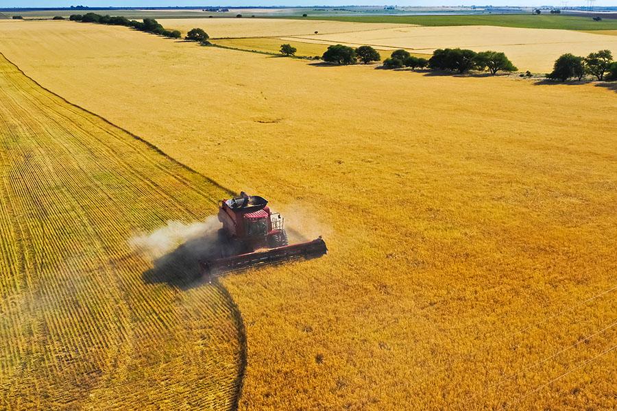 A photograph of a combine farming wheat.