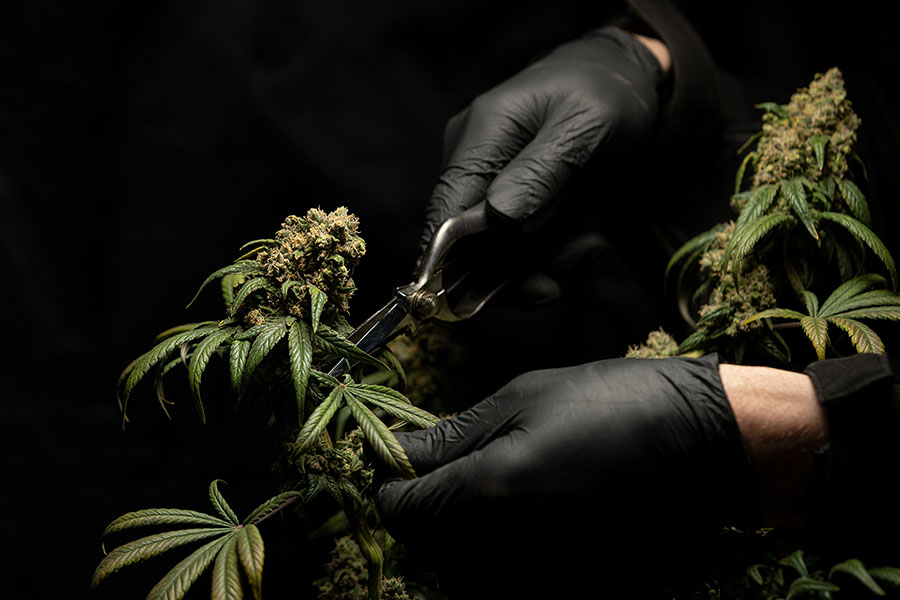 A Photograph of someone trimming a cannabis plant.