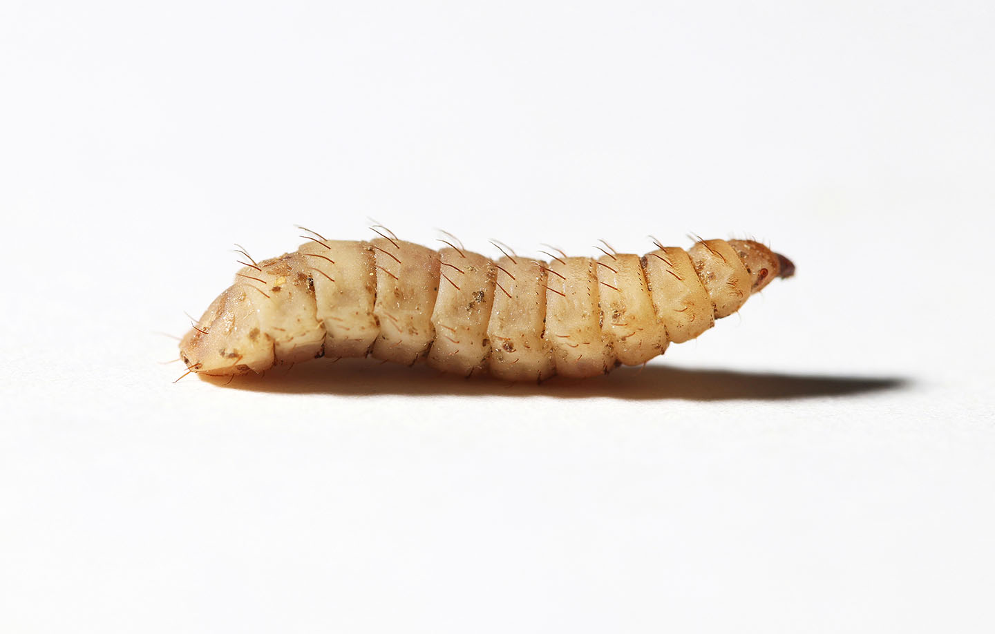 An image of a black soldier fly larvae.