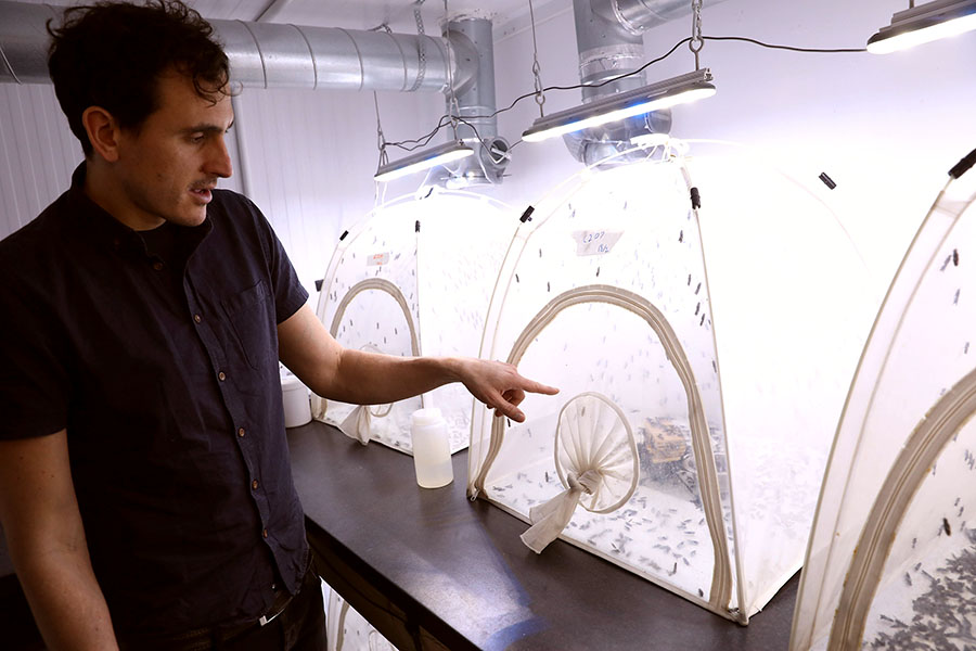 An image of inside a soldier fly farm at Entocycle.