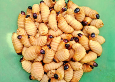 An image of many red palm weevils.