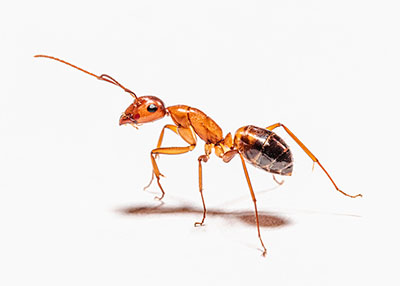 ant