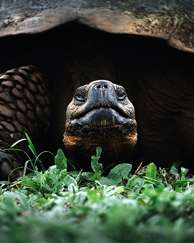 A photograph of a Galápagos Tortoise.