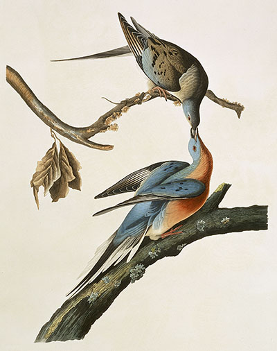 an illustration of a male and female passenger pigeon.