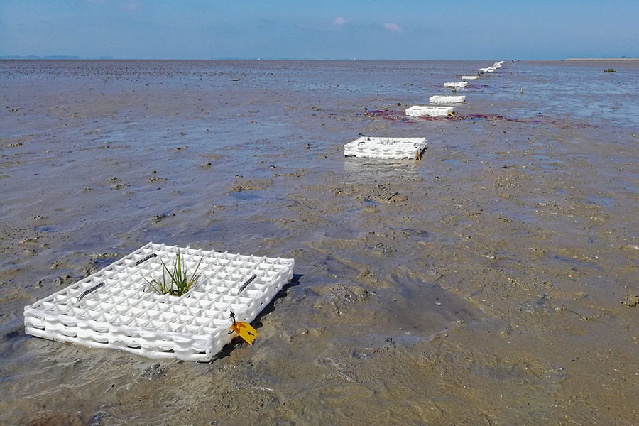 Restoring Vital Seagrass Beds May Hinge on Transplant Methods, Timing